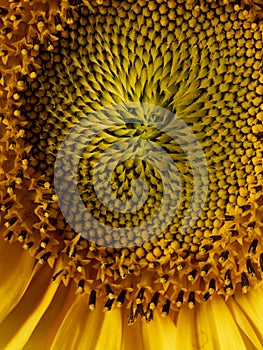 Beautiful yellow sunflower in the detail