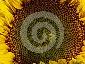 Beautiful yellow sunflower in the detail