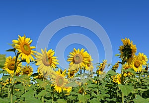 Beautiful yellow sunflower field against the blue sky.