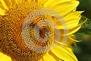 Beautiful yellow sunflower flower close-up
