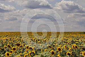 Beautiful yellow sunflower flower - Heliantheae in spring field. Flower detail