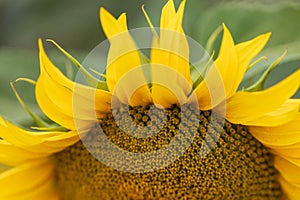 Beautiful yellow sunflower flower - Heliantheae in spring field. Flower detail