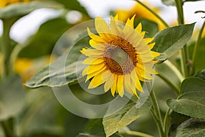 Beautiful yellow sunflower flower - Heliantheae in spring field. Flower detail