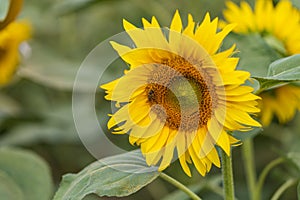 Beautiful yellow sunflower flower - Heliantheae in spring field. Flower detail