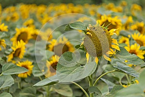 Beautiful yellow sunflower flower - Heliantheae in spring field. Flower detail
