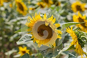 Beautiful yellow sunflower flower - Heliantheae in spring field. Flower detail