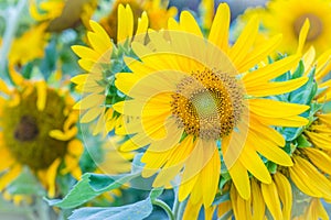 Beautiful yellow sunflower in the garden. Sunflowers (Helianthus annuus) is an annual plant with a large daisy-like flower face,