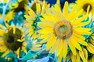 Beautiful yellow sunflower in the garden. Sunflowers (Helianthus annuus) is an annual plant with a large daisy-like flower face,