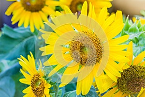 Beautiful yellow sunflower in the garden. Sunflowers (Helianthus annuus) is an annual plant with a large daisy-like flower face,