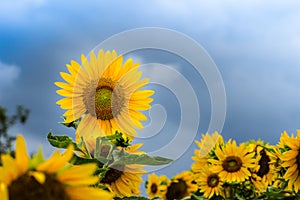 Beautiful yellow sunflower in the garden. Sunflowers (Helianthus annuus) is an annual plant with a large daisy-like flower face,