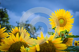 Beautiful yellow sunflower in the garden. Sunflowers (Helianthus annuus) is an annual plant with a large daisy-like flower face,