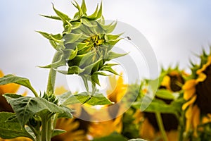 Beautiful yellow sunflower in the garden. Sunflowers (Helianthus annuus) is an annual plant with a large daisy-like flower face,