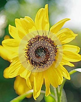 Close up of a single yellow sunflower in full flower