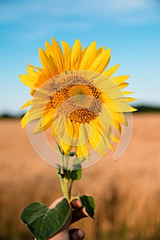 Beautiful yellow sunflower in a human`s hand on a background of a wheat field and blue sky in a sunny summer day.