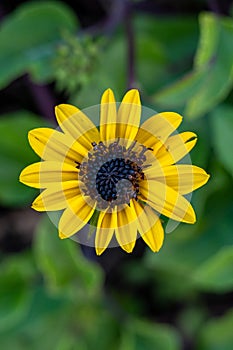Beautiful yellow sunflower-like flowers grow in the park as ornamental flowers. Helianthus Petiolaris.