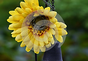 Beautiful yellow sunflower in nature