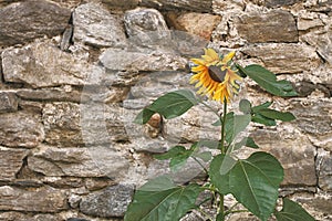 Beautiful yellow sunflower on old stone wall background