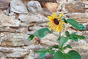 Beautiful yellow sunflower on old stone wall background