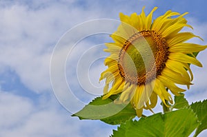 Beautiful yellow sunflower is outstanding in cloudy sky