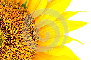 Beautiful yellow Sunflower petals closeup