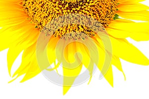 Beautiful yellow Sunflower petals closeup