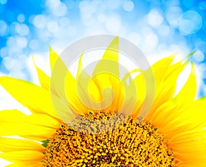 Beautiful yellow Sunflower petals closeup