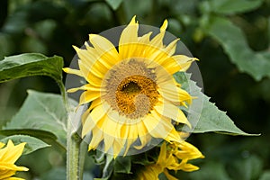 A beautiful yellow sunflower in summer bloom