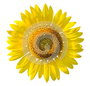 Beautiful yellow Sunflower on white background