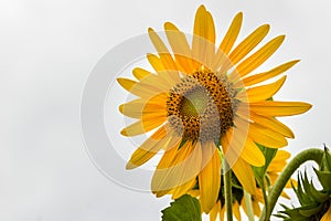 Beautiful yellow sunflower on white sky background. Sunflowers (Helianthus annuus) is an annual plant with a large daisy-like