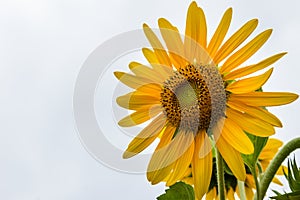 Beautiful yellow sunflower on white sky background. Sunflowers (Helianthus annuus) is an annual plant with a large daisy-like