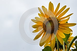 Beautiful yellow sunflower on white sky background. Sunflowers (Helianthus annuus) is an annual plant with a large daisy-like