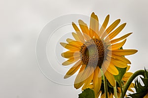 Beautiful yellow sunflower on white sky background. Sunflowers (Helianthus annuus) is an annual plant with a large daisy-like