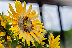 Beautiful yellow sunflower on white sky background. Sunflowers (Helianthus annuus) is an annual plant with a large daisy-like