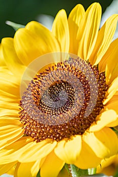 Beautiful yellow sunflowers blooming in the morning sun. Emphasize focus on pollen seeds, used for agricultural