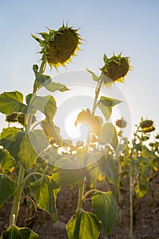 Beautiful yellow sunflowers. A couple of sunflowers in a farm field. Benefits and harms of sunflower oil. flowering, spring,