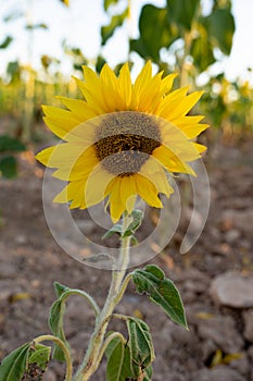 Beautiful yellow sunflowers. A couple of sunflowers in a farm field. Benefits and harms of sunflower oil. flowering, spring,