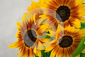 beautiful yellow sunflowers flowers  on bright background