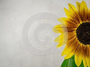 beautiful yellow sunflowers flowers  on bright background