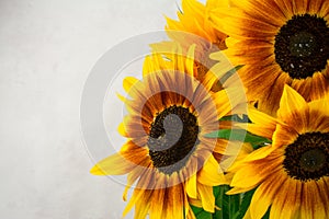 beautiful yellow sunflowers flowers  on bright background