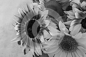 beautiful yellow sunflowers flowers  on bright background