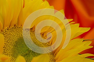 beautiful yellow sunflowers flowers  on bright background and sunflower seed