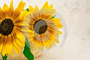 beautiful yellow sunflowers flowers  on bright background and sunflower seed