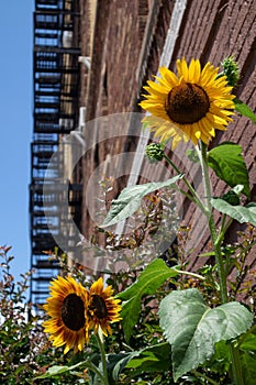 Beautiful Yellow Sunflowers next to an Old Brick Apartment Building with a Fire Escape in Astoria Queens New York during Summer