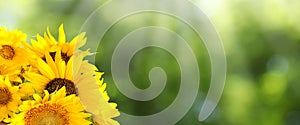 Beautiful yellow sunflowers outdoors on sunny day, space for text. Banner design