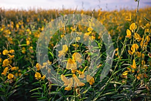 beautiful yellow sunhemp or Crotalaria juncea photo