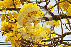 Beautiful yellow Tabebuia aurea flowers