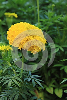 Beautiful yellow Tagete Erecta photo