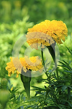 Beautiful yellow Tagete Erecta photo