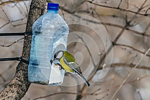 A beautiful yellow tit bird is in the transparent plastic bottle feeder house in the park in winter