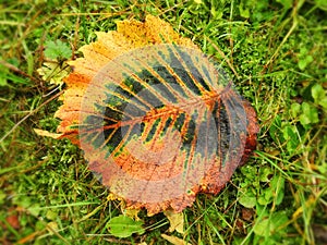 Brown autumn tree leaf, Lithuania